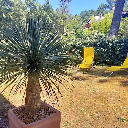 Sous Les Pins, à Pied! Océan